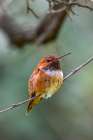 A rufous hummingbird perched looks on. Art Print
